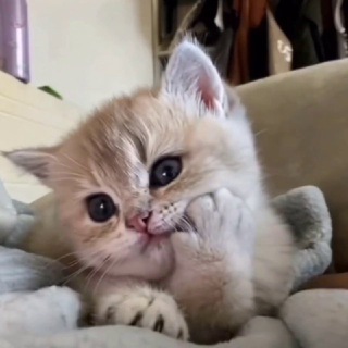блог котятのアイコン